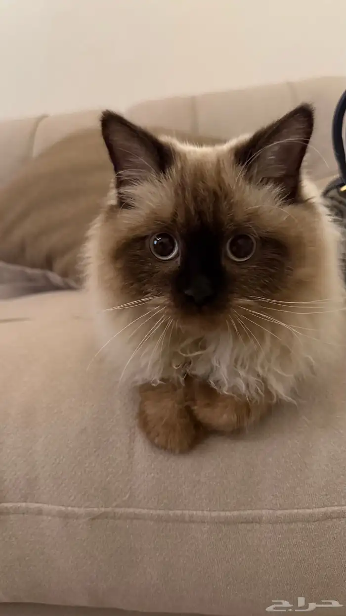 قط للبيع 0