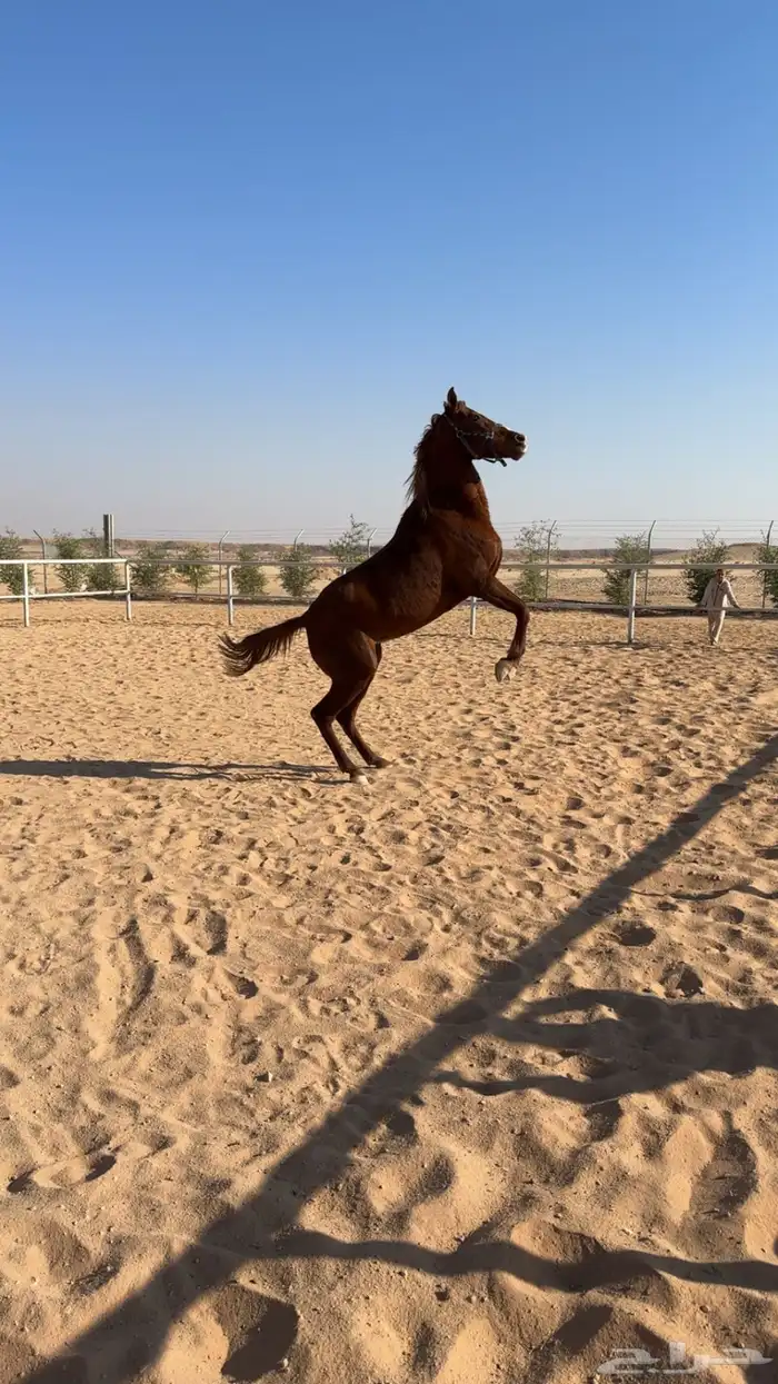 فرس شعبية خط جزيري 0