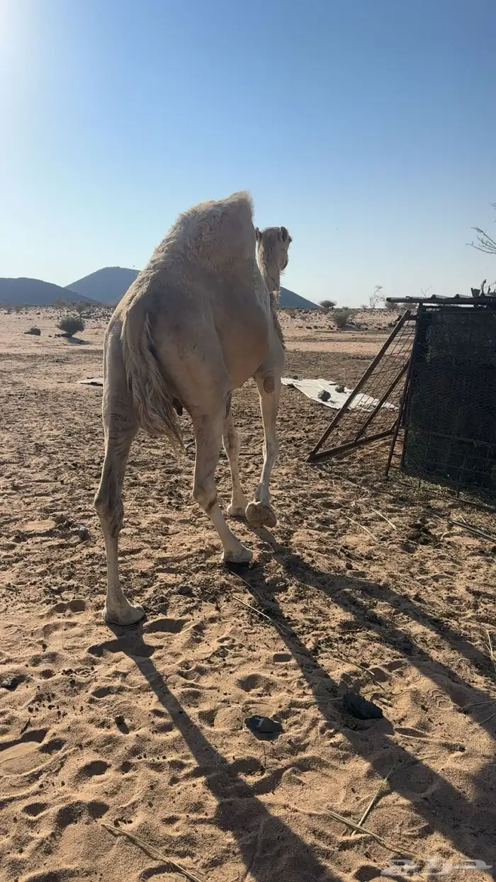 نياق خلفات كفو 10