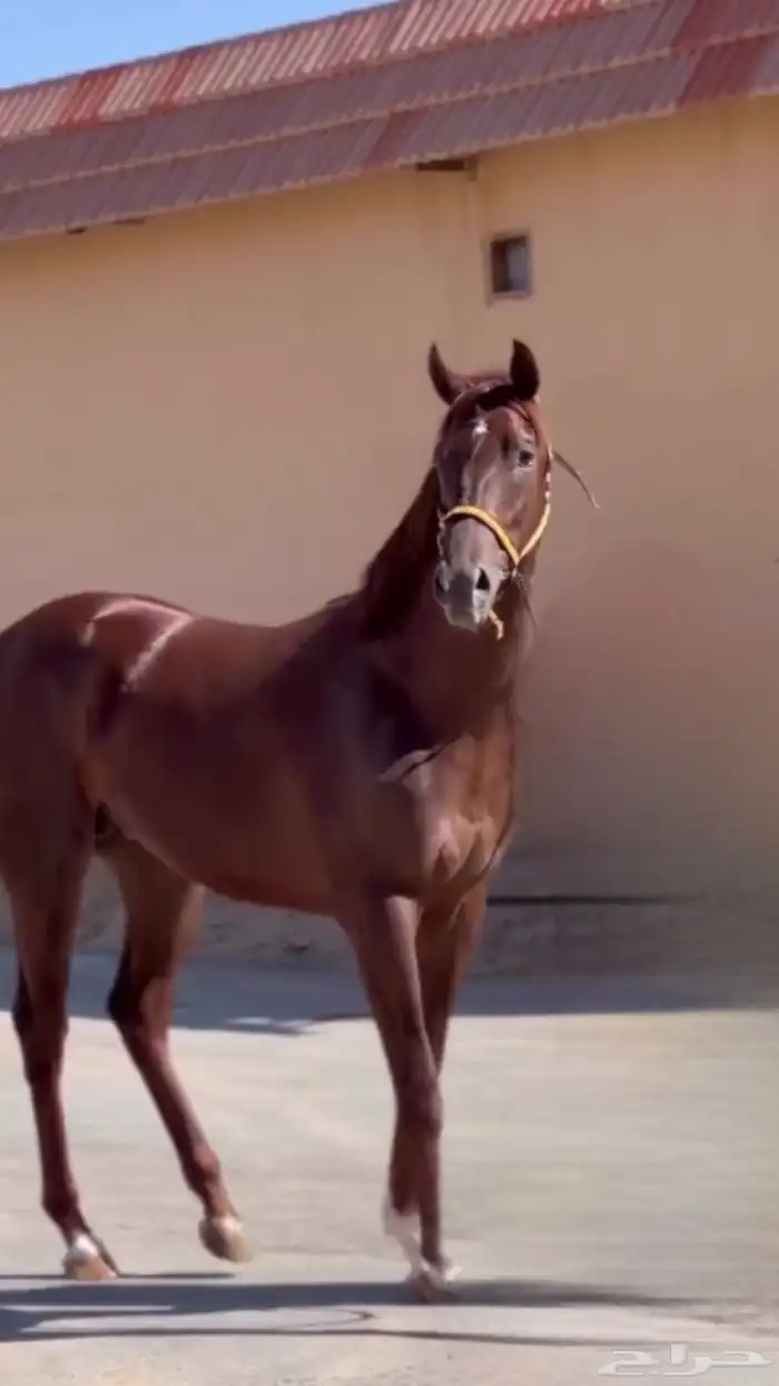 حصان انتاج ورق سبق مواليد 2022 2