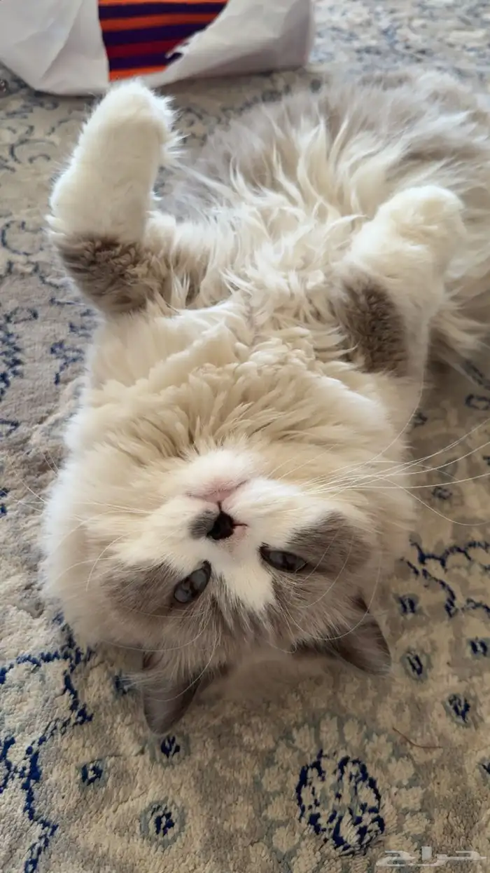 قط ذكر لتبني عمره ممكن سنتين طالب التزاوج 0