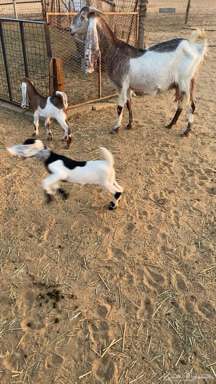 عنز هولنديه متوم 1