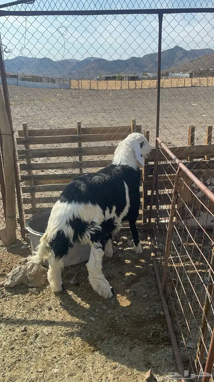 خاروف نجدي ذبيحه طيب بالحيل 0