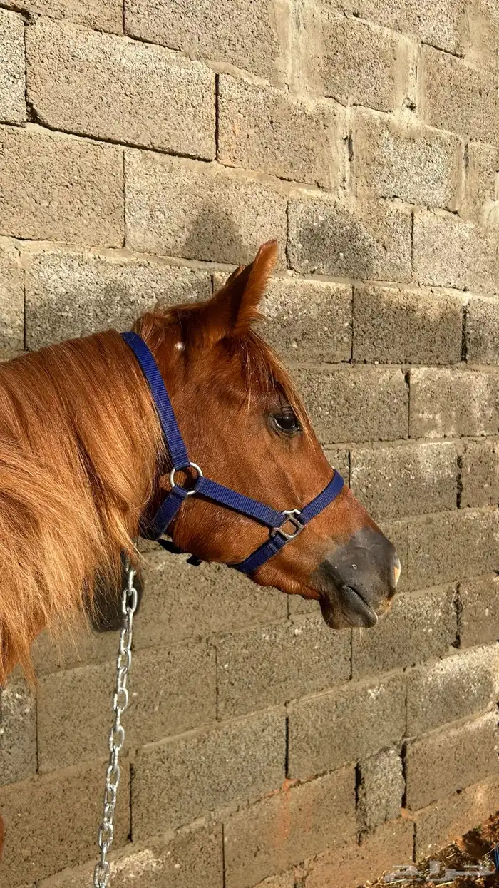 مهره عربيه شعبيه 1