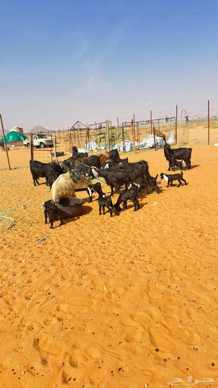 معزا مواليد لعدد 12 معهن 17 5 اتوام و7 على و1 7