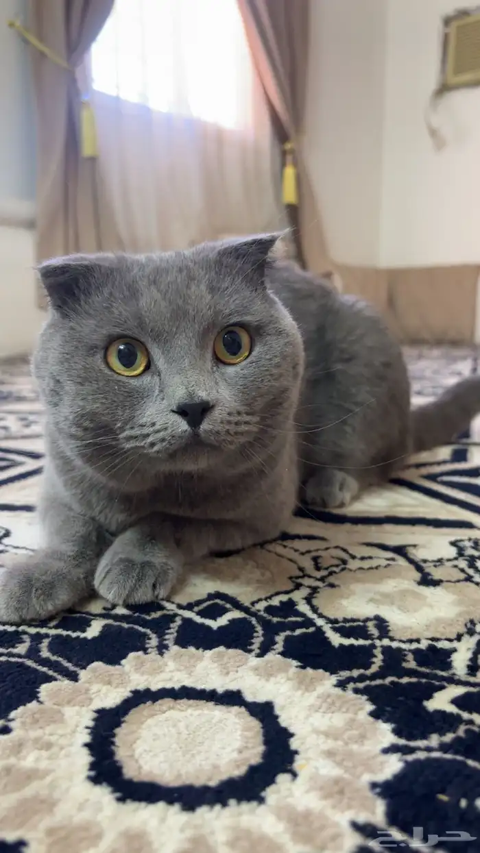 قط سكوتش للبيع 2