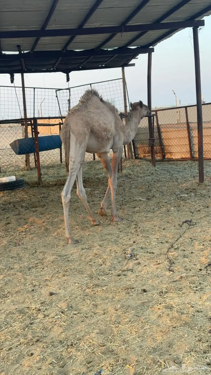 قعود قصب عمره 10 شهور 1