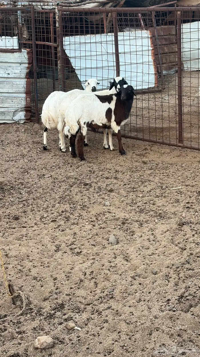 طليان للبيع 1