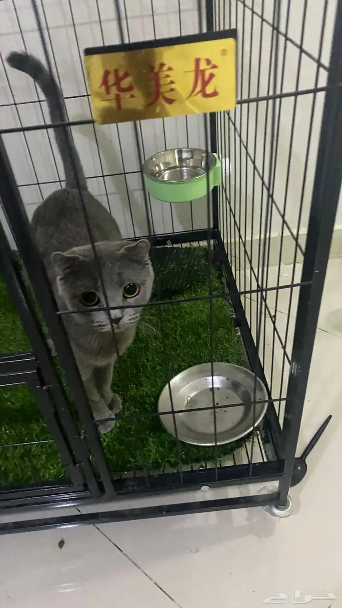 انثى سكوتش فولد تبني 1