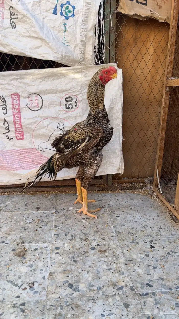 جوز اذناب الهند مستوى فاخر جدا ماشاءالله تبارك الله 3