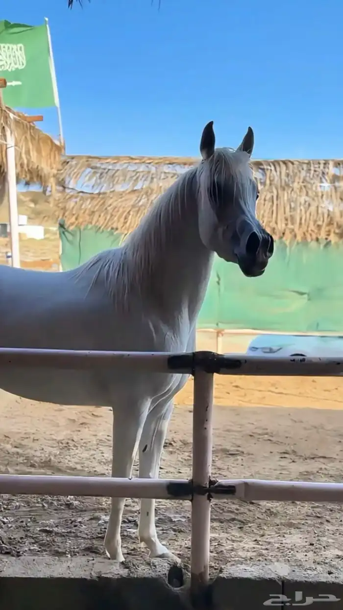 فرس جميله ولقاح 6 شهور 6