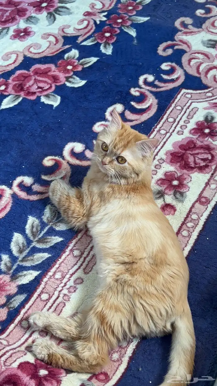 قطط للتبني 0