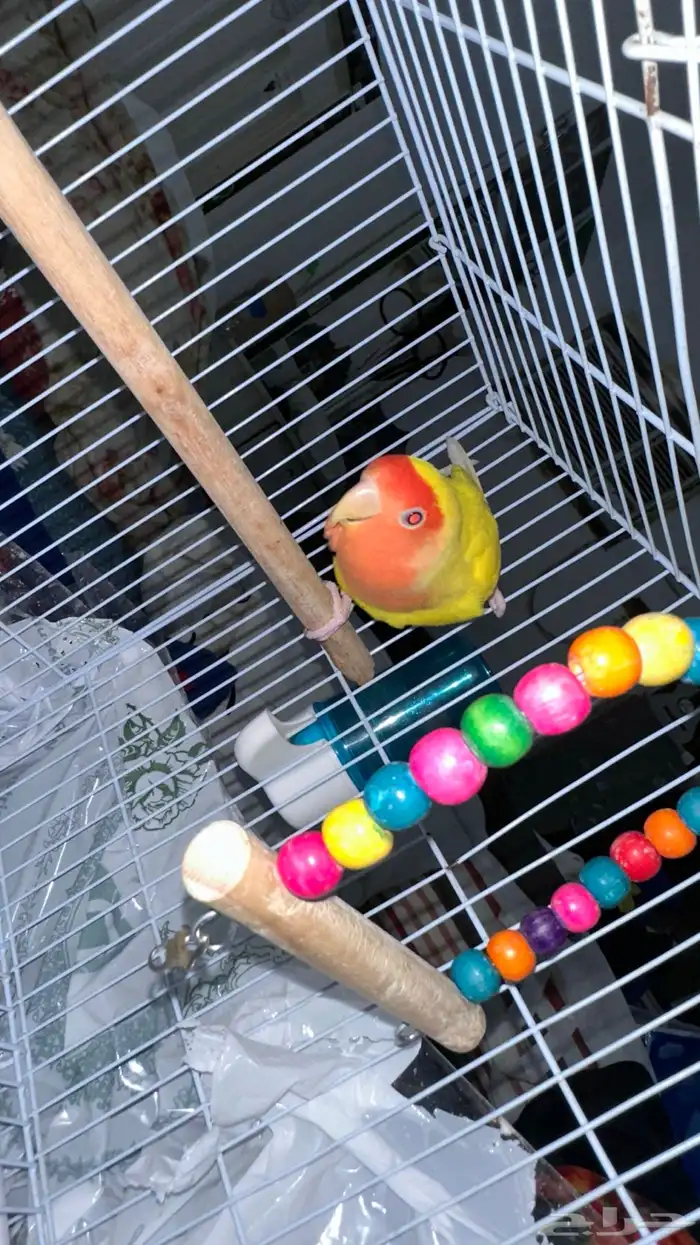 للبيع طير روز 0