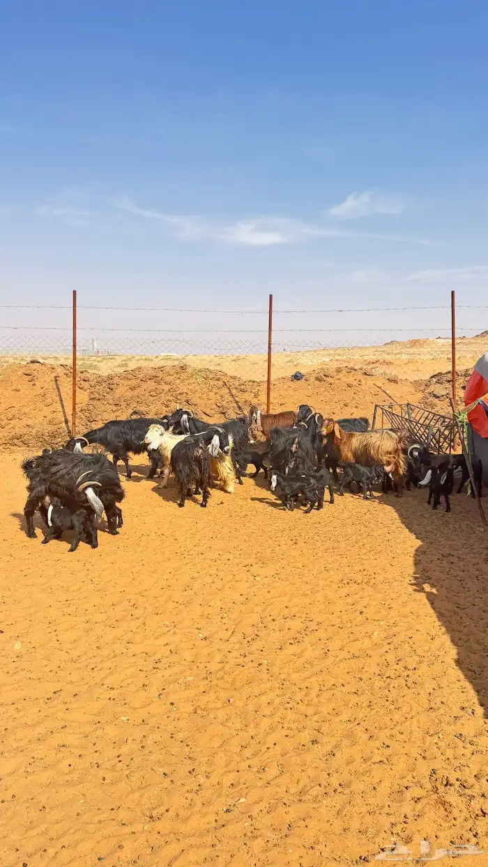 معزا مواليد لعدد 12 معهن 17 5 اتوام و7 على و1 1