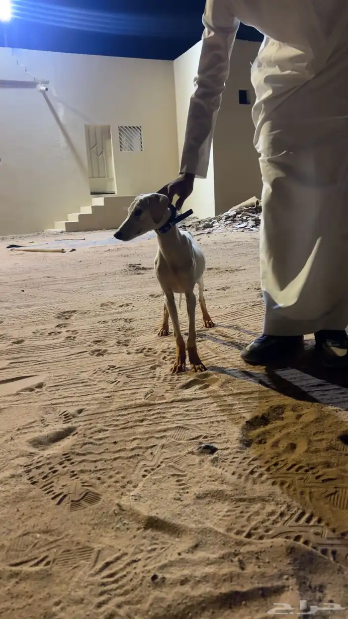 جراوه سلق عربيه 1