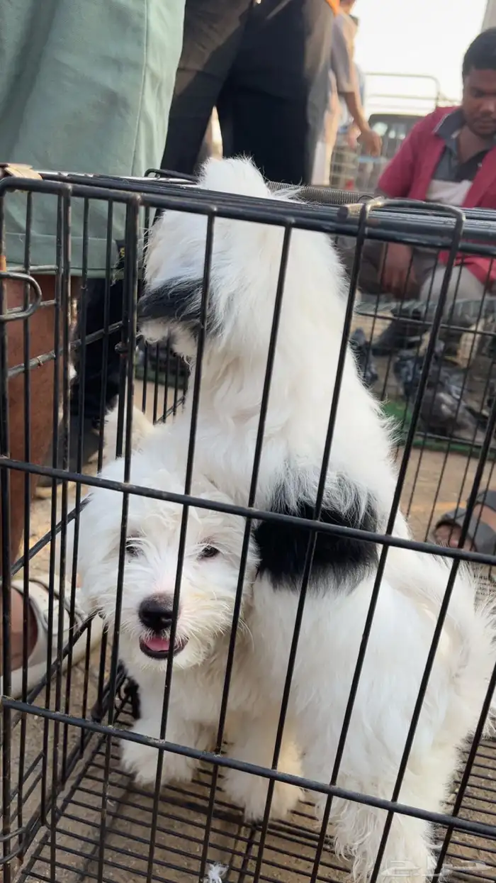 2 كلاب شيواوا 5