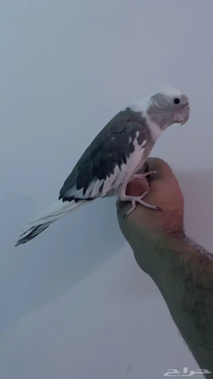 بغبغاء كروان 1