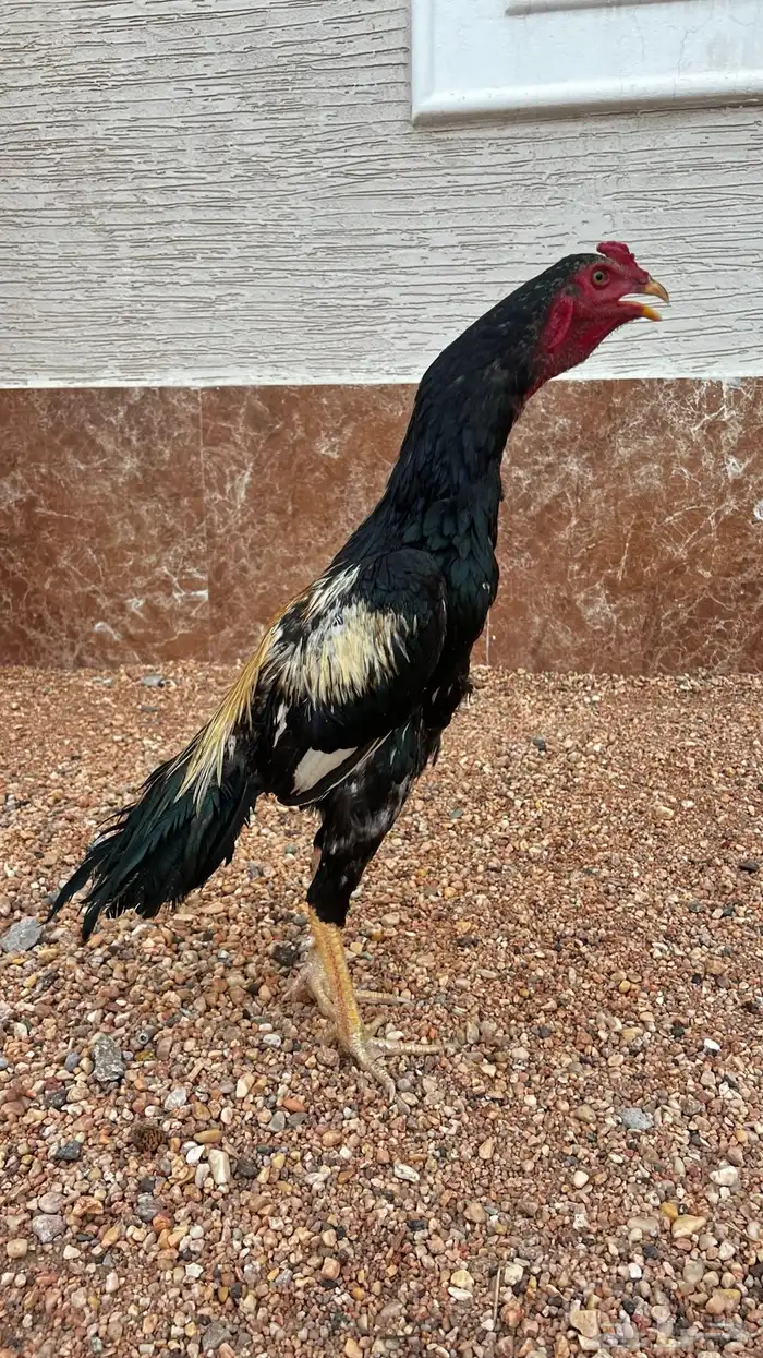 دجاج سندي بيييور 0