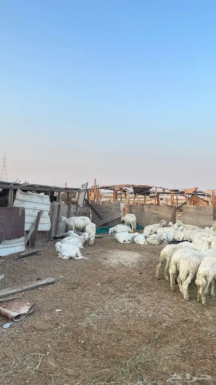 حريات جمله العدد 72 2