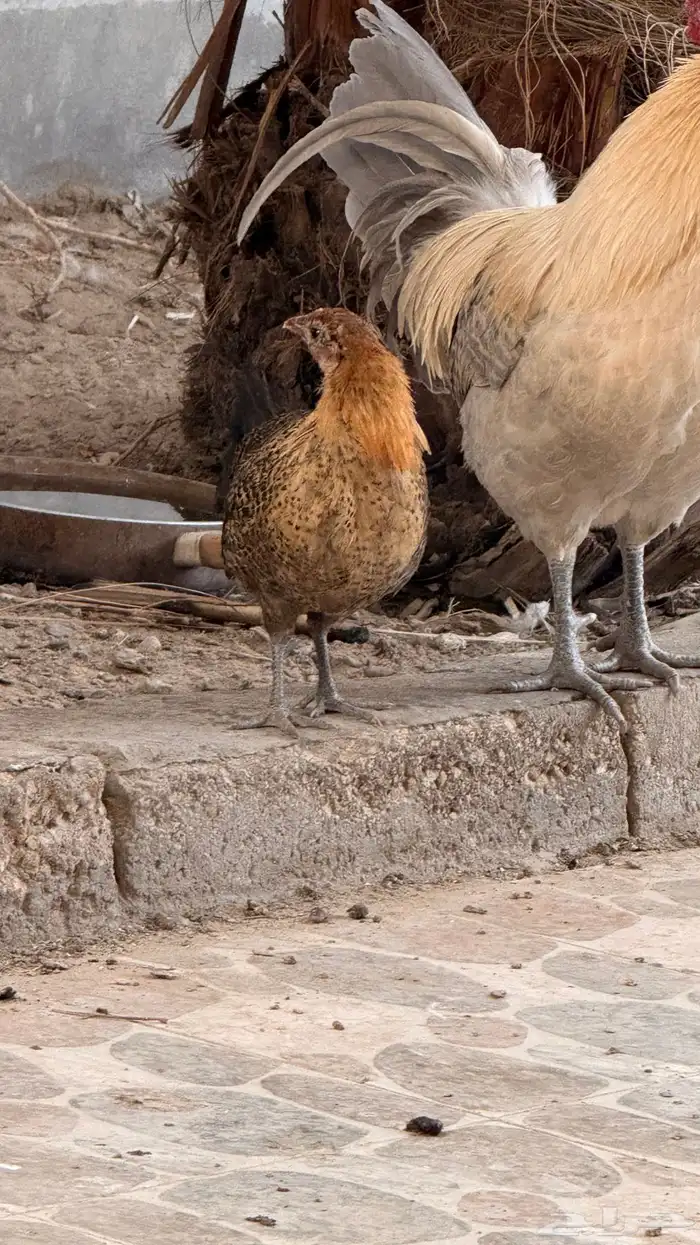 دجاج للبيع 5