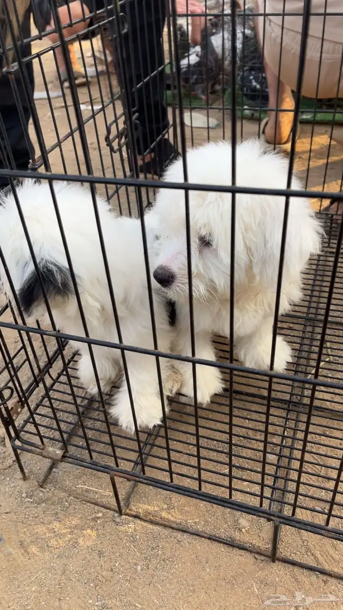 2 كلاب شيواوا 3