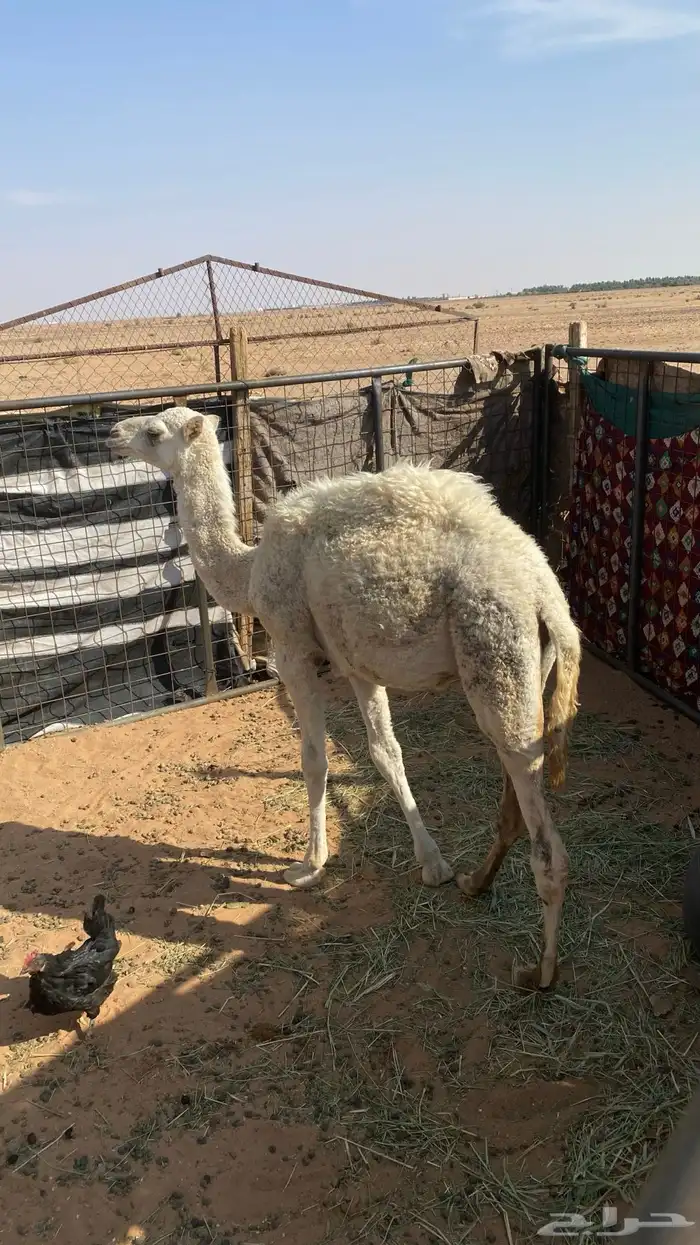 بكره للبيع على السوم 2