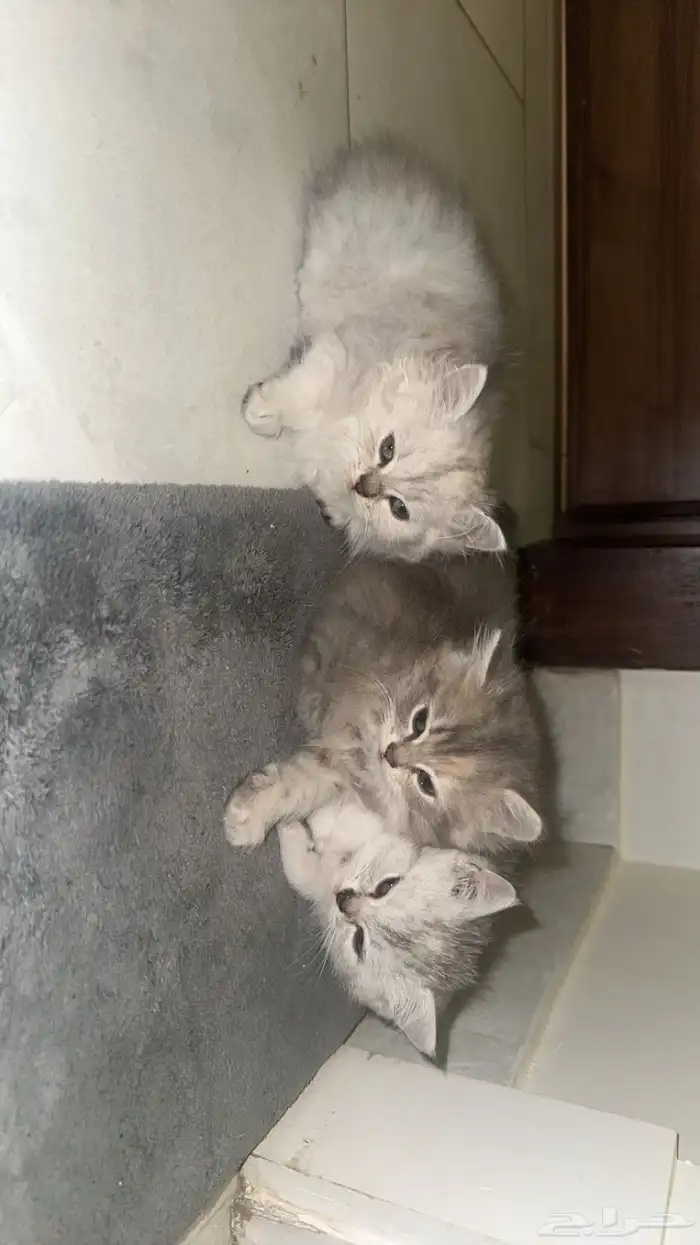 بسس صغار للبيع 0