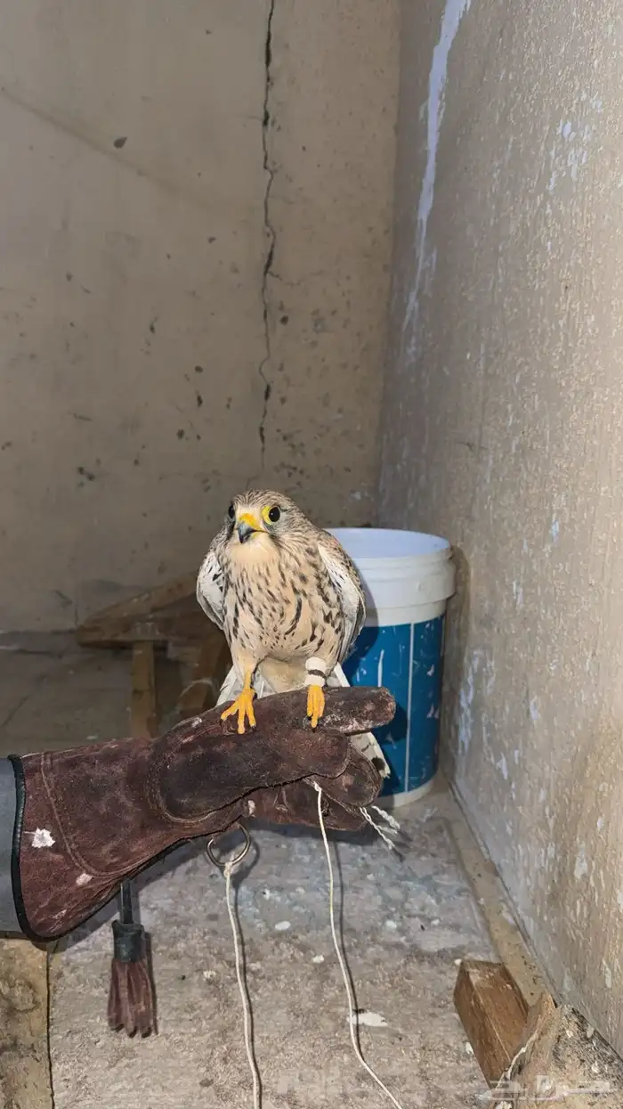 للبيع شبوط 1