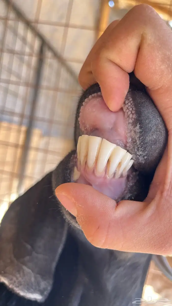 عنز متبع بتيس 1