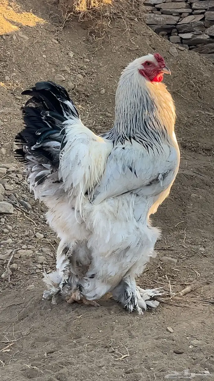 دجاج براهما كلومبي يوجد توصيل للباحه اليوم 5