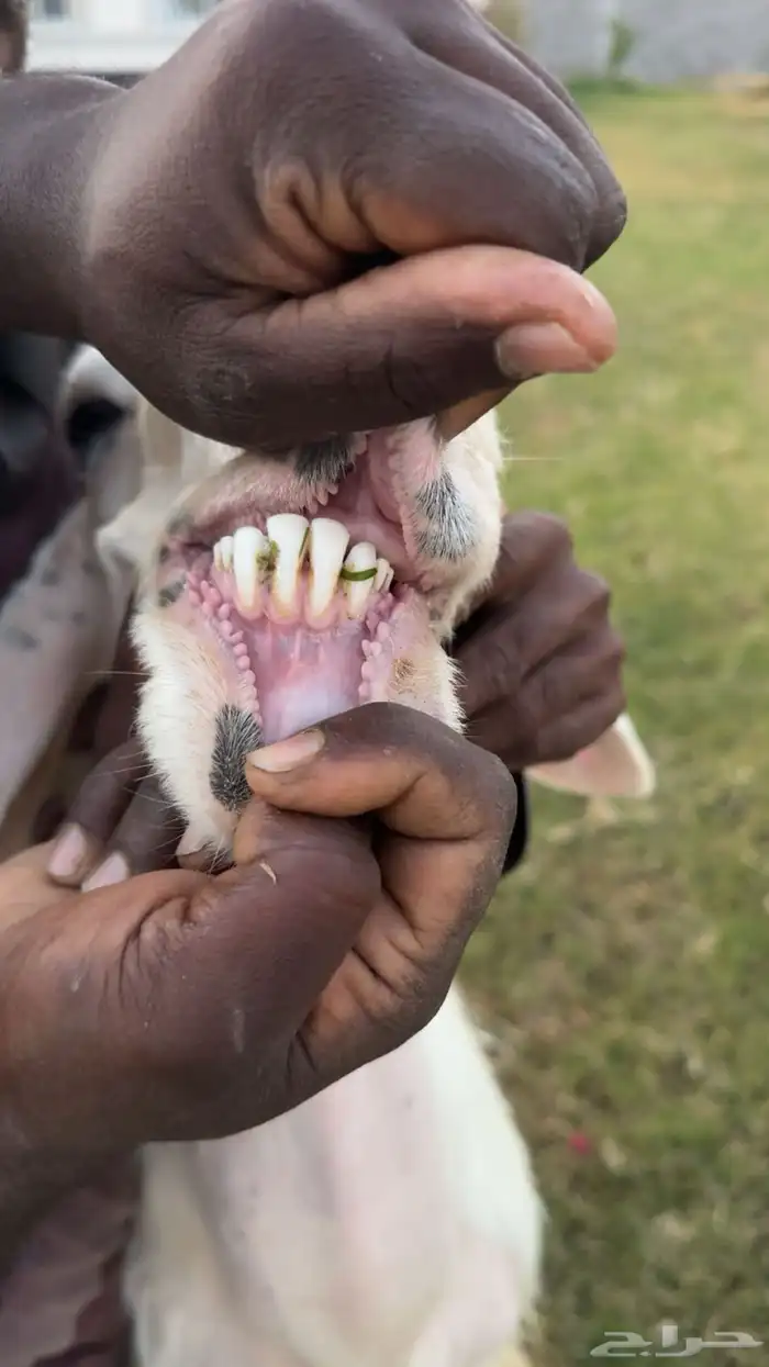 فحل نجدي ( عيسي ) فردي 1