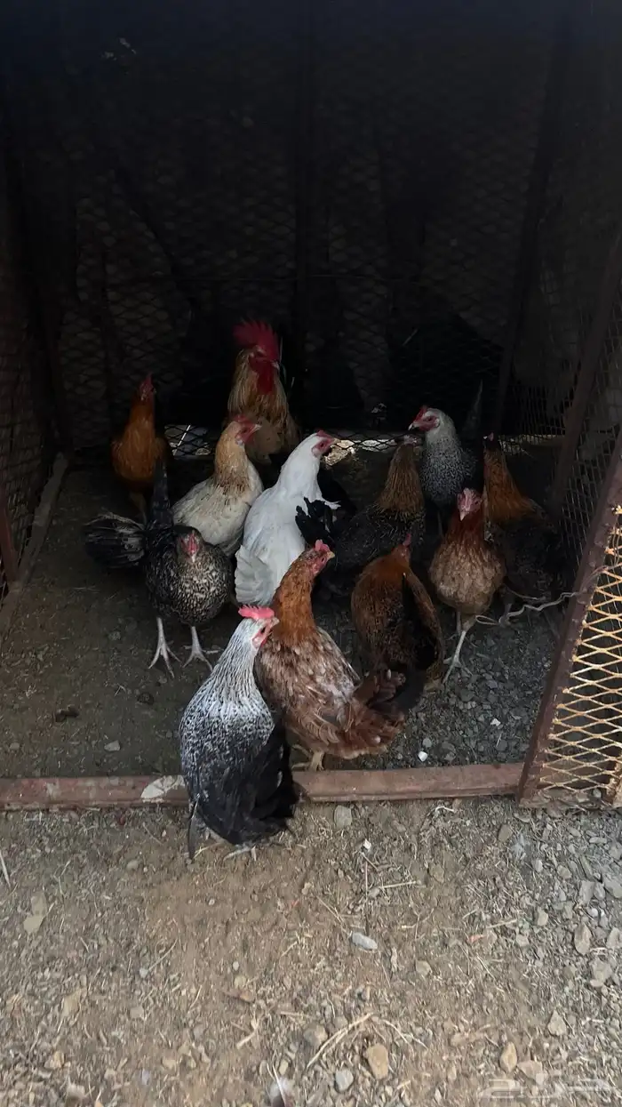 دجاج بلدي شرط صحه 2