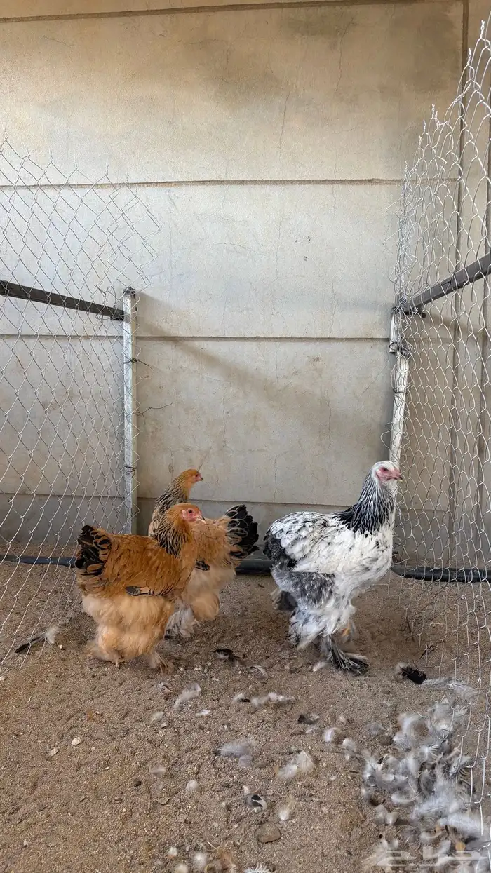 دجاج براهما 3