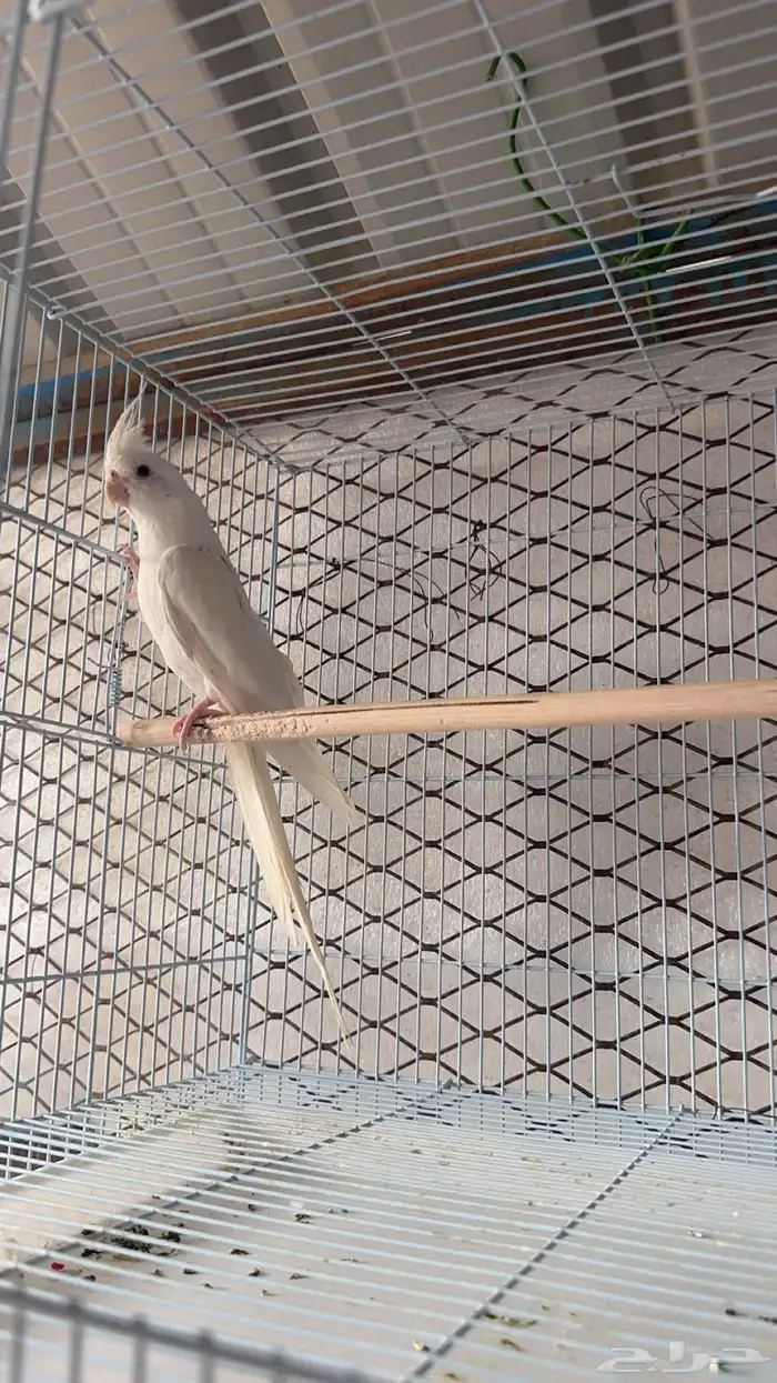 للبيع ببغاء كروان(تم البيع) 4