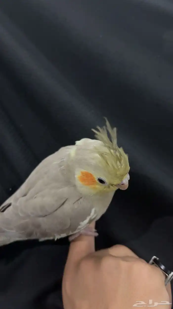 كروان اليف 1