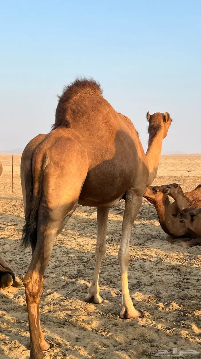 ناقة حمراء 3