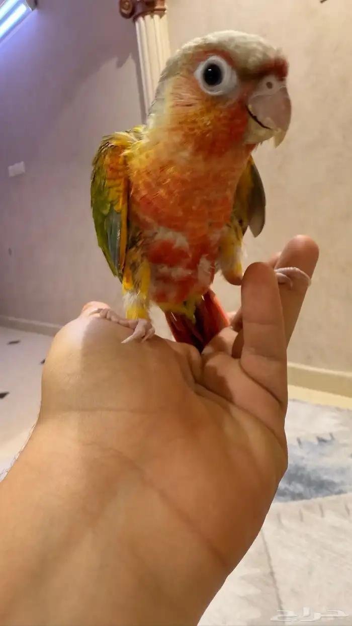 فرخ كنيور اناناس رد فاكتور 4