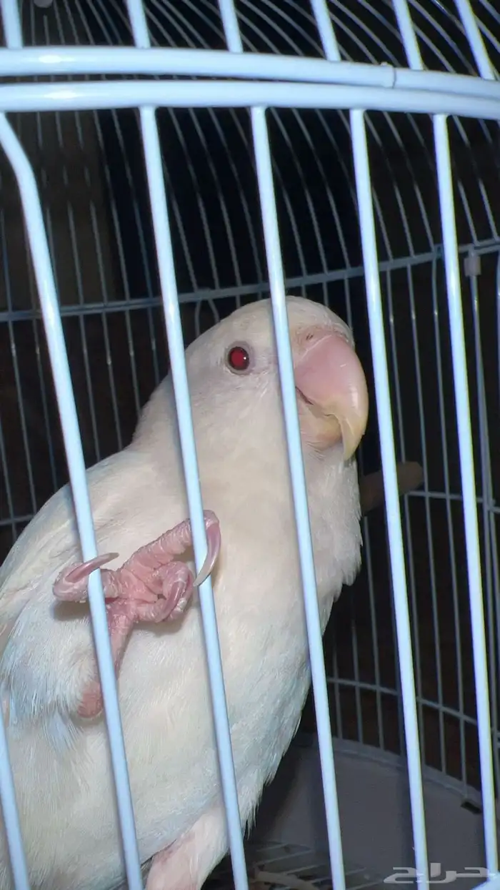 روز البينو هدد عيون حمر 1