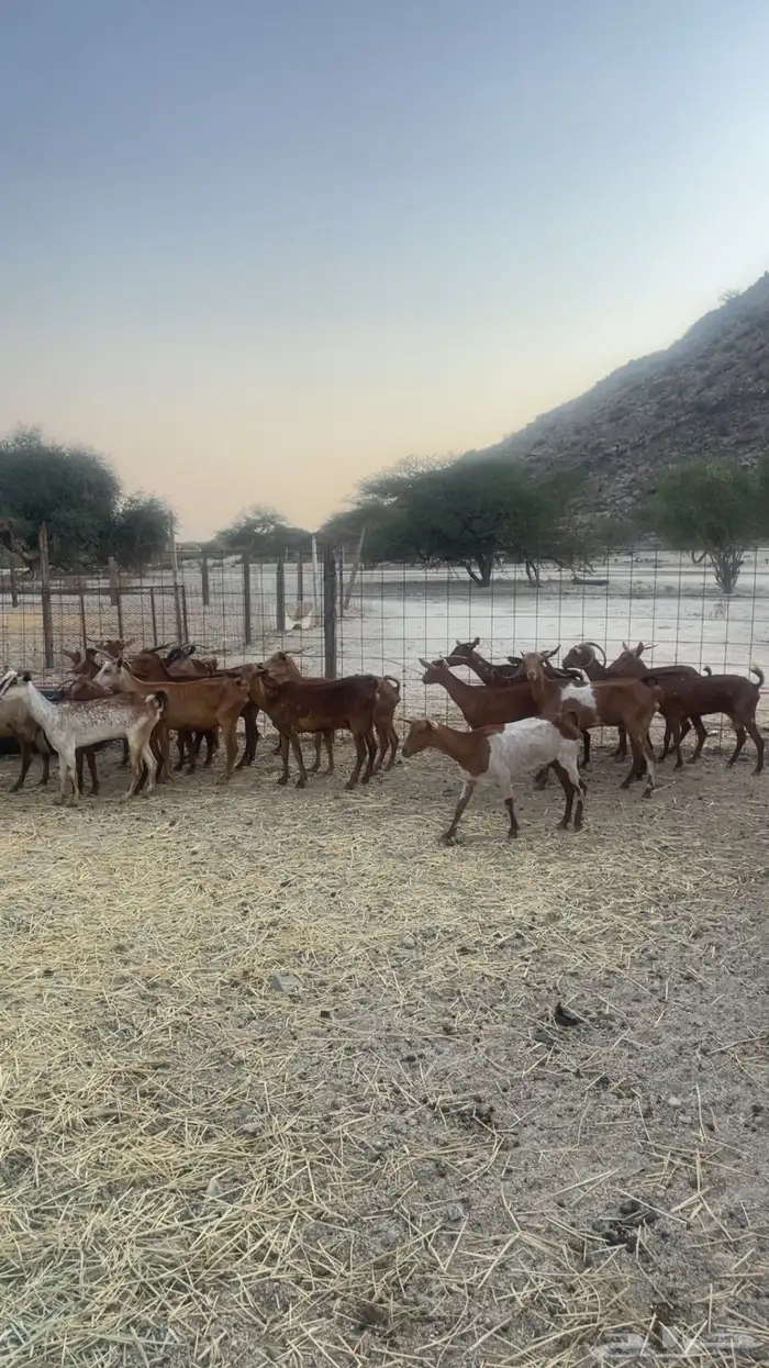 معزاء 25 راس حد بيع 285ريال 1