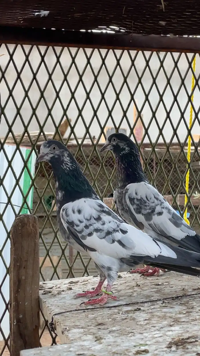 اجوز باكستاني بيور. 2