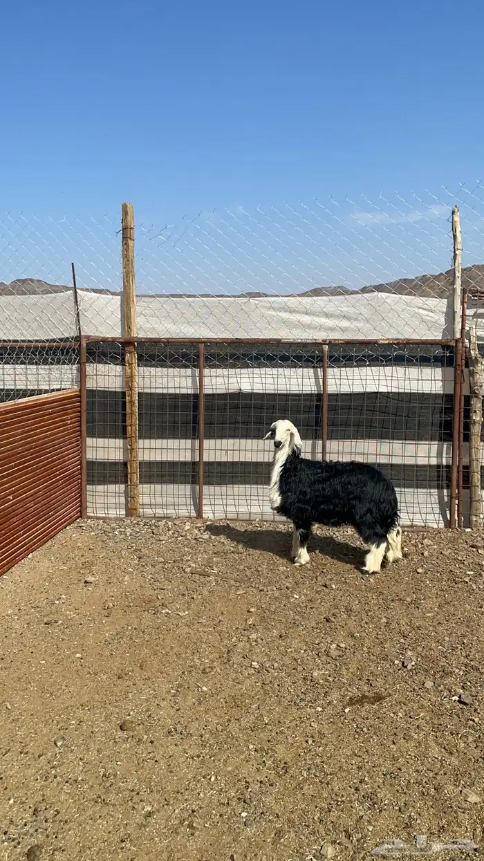 رخل نجديه طيبه بالحيل 0