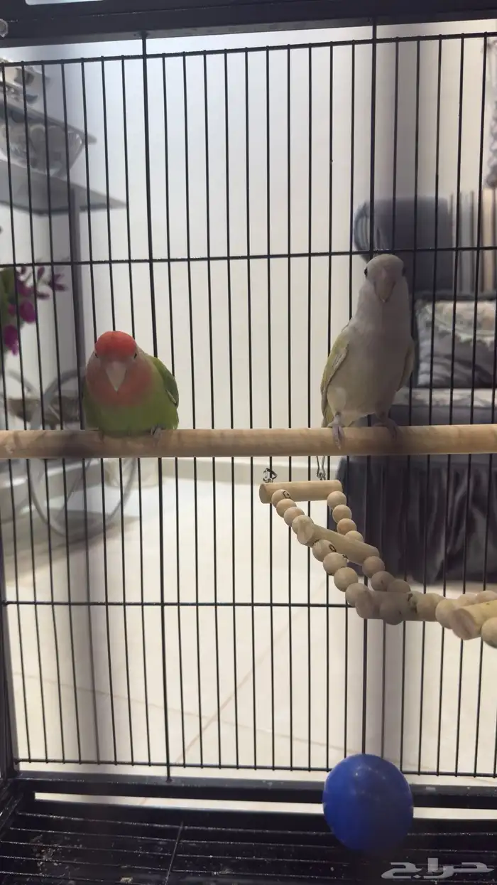 جوز روز للبيع على السوم 8