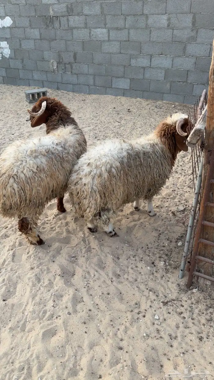 خرفان نعيم 0