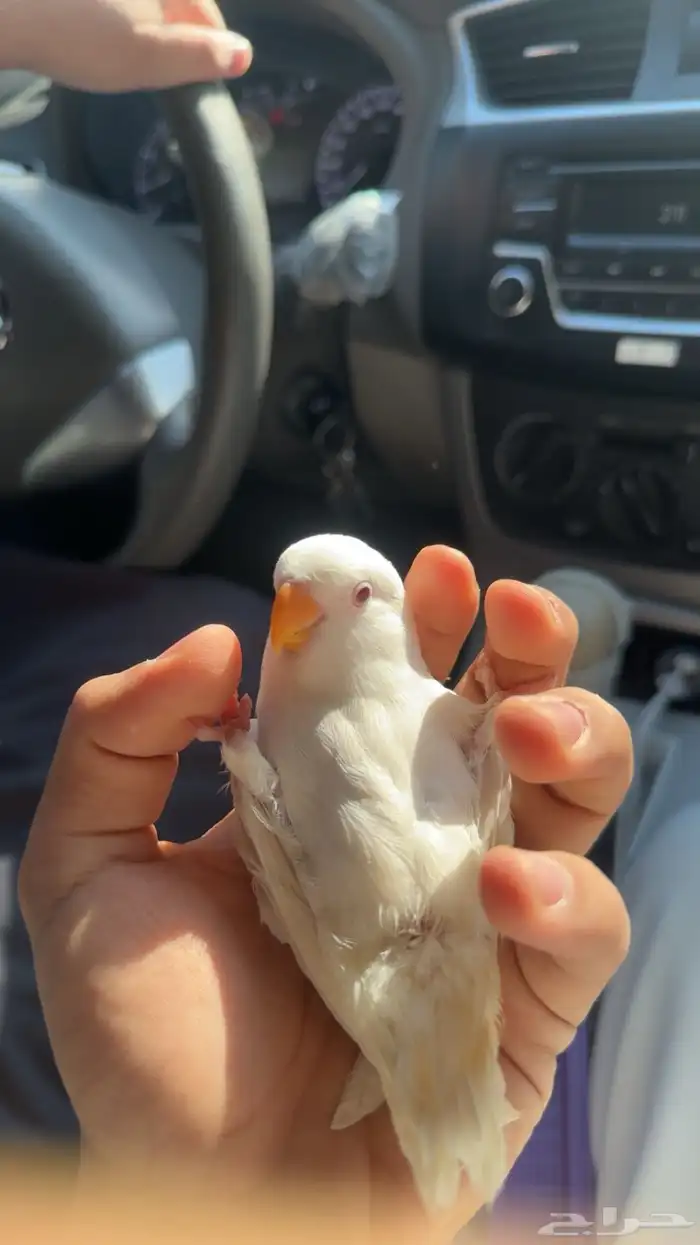 فرخ روز قريب فطام هدد البيع مستعجل 0