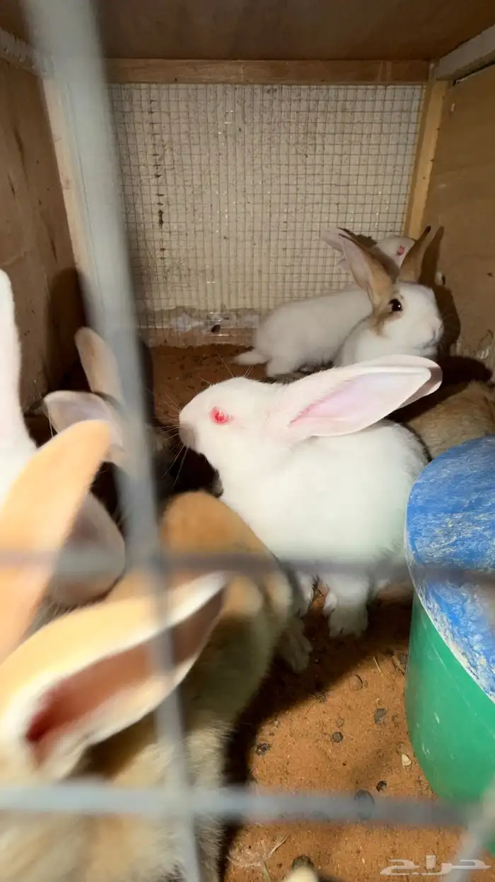 ارانب صغار 2