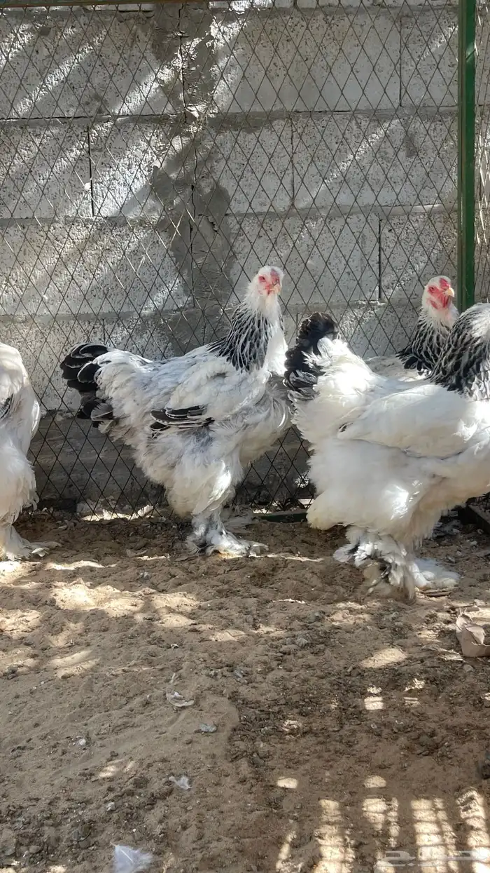 اللبيع دجاج براهما 1