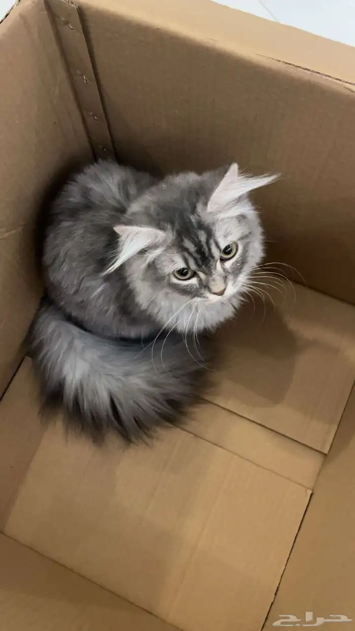 قط ذكر للتبني 3