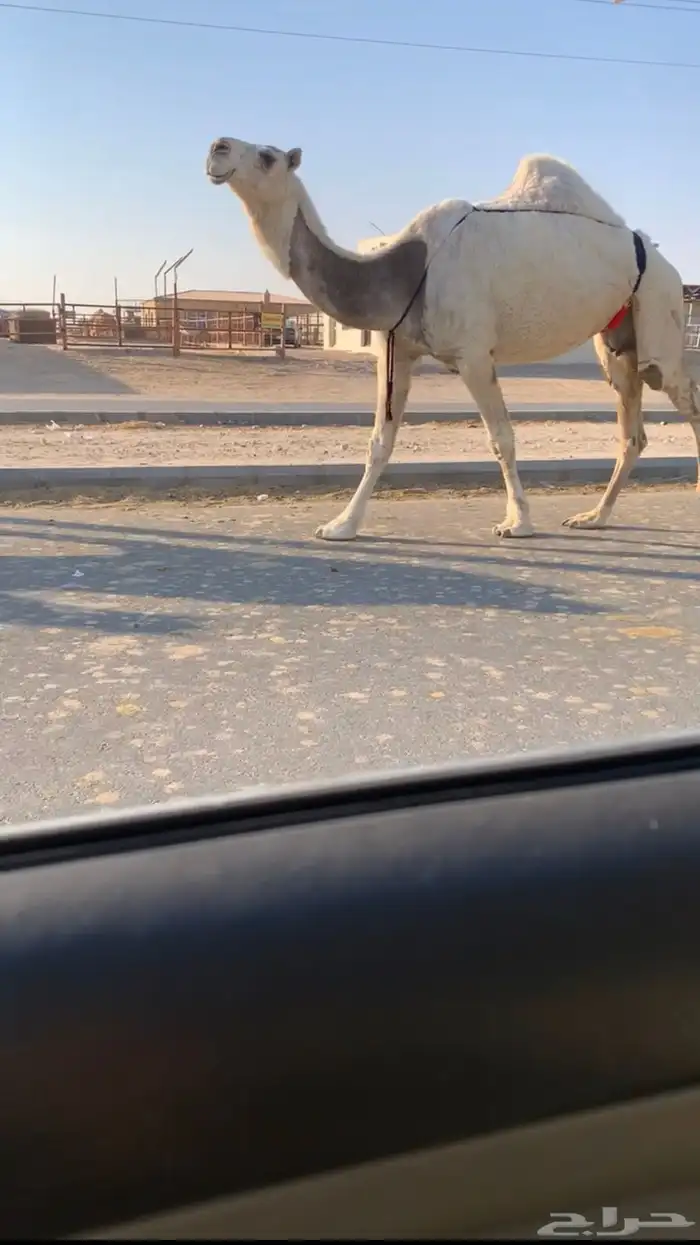 ضروبه سليمه شرط 2