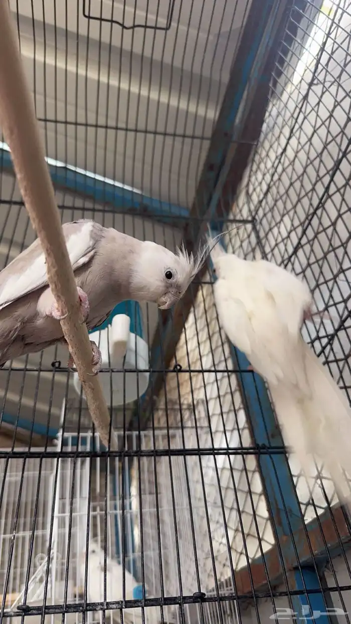 للبيع ببغاء كروان(تم البيع) 0