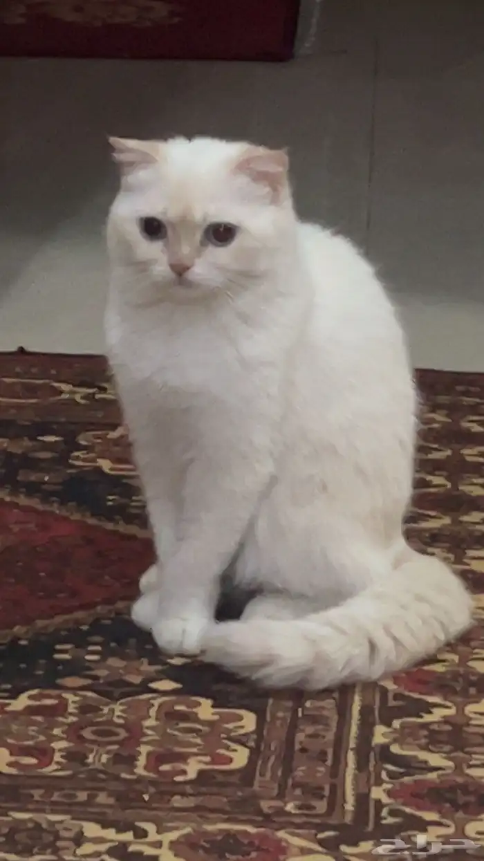 قطه سكوتش فولد للبيع العاجل 1